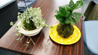 苔玉をつくろう