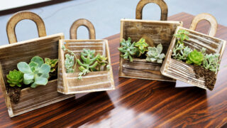 寄植え、苔玉、多肉講座　３回目