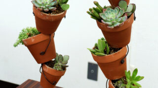 寄植え、苔玉、多肉講座　最終回